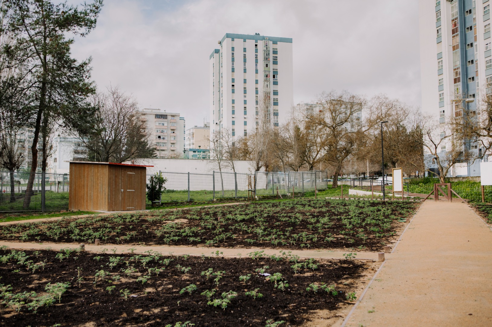 Hortas Municipais com plantações, abrigos de madeira, vista geral
